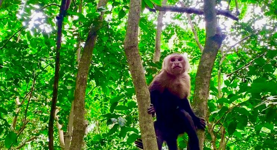 Aapjes kijken Colombia